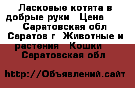 Ласковые котята в добрые руки › Цена ­ 100 - Саратовская обл., Саратов г. Животные и растения » Кошки   . Саратовская обл.